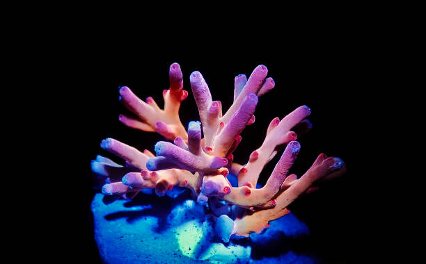 istock Acropora echinata is a species of short polyps stony corals 1342073694