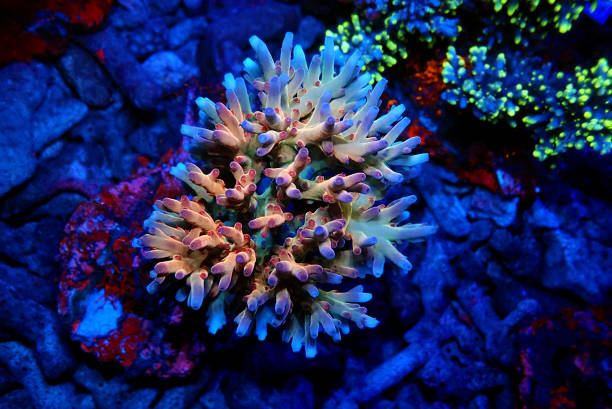 istock Acropora echinata is a species of short polyps stony corals 1342073707