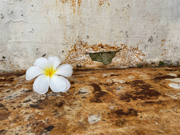 istock Plumeria flowers on cement floor 1342074921