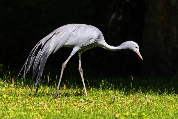 istock The Blue Crane, Grus paradisea, is an endangered bird 1342075439