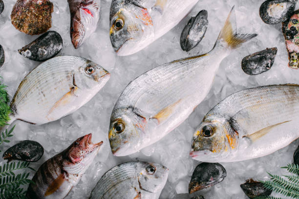 istock Fresh Fish's and Sea Food's on Ice 1342075575