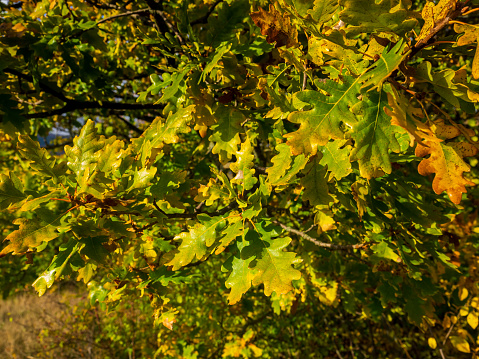 Oak branches with autumn foliage, autumn season.