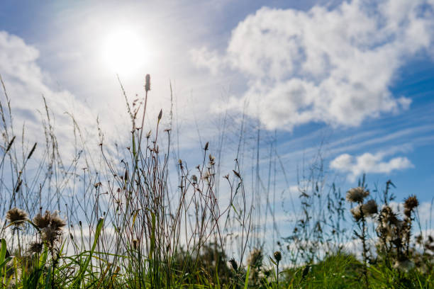 istock Looking up at the sun through the autumn long grass 1342076748