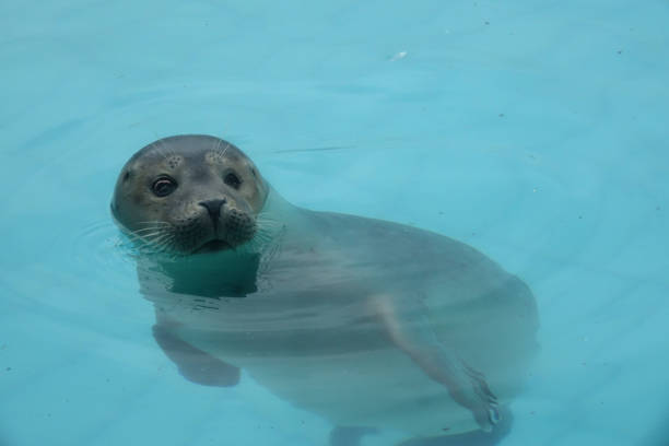 istock Seal in the seal hospital 1342076761