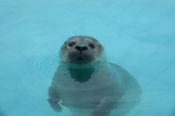 istock A seal in the seal hospital 1342076788