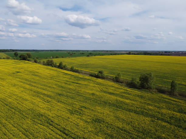 istock Picturesque rapeseed fields under a cloudy sky. Rape crops in a farm field, aerial view. 1342077360