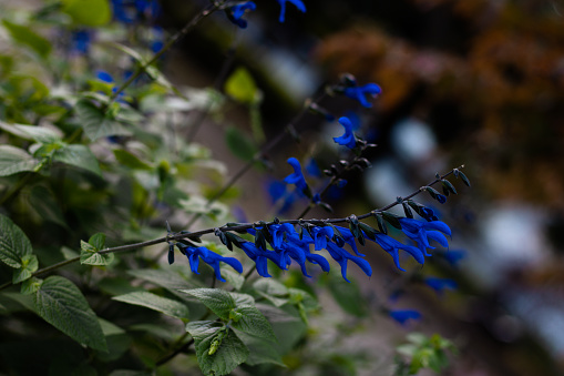 Baikal skullcap - medicinal plant with inconspicuous blue flowers