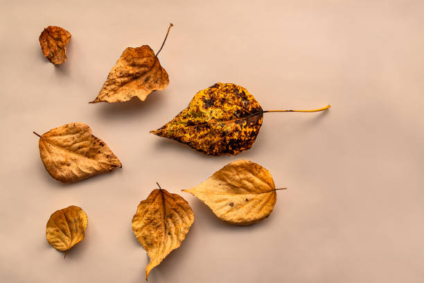 istock Scattered dried yellow leaves on a light background 1342078462