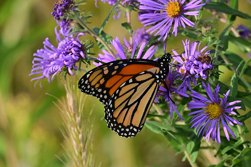Monarch butterfly on New England aster in pollinator meadow, with grass stalk in background. Taken in late summer/early fall at Hidden Valley Preserve in Washington, Connecticut, as eastern monarchs migrate to Mexico.