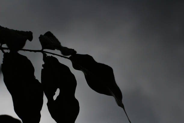 Silhouette leaf with behind it a dark cloud it just rained