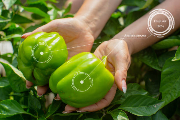 istock Innovation smart agriculture farm system. Use artificial intelligence by agronomist 1342078887