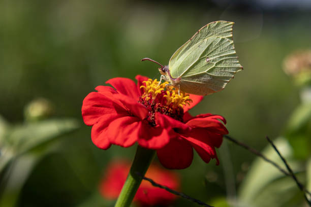 istock Brimstone butterfly on red flower 1342079034