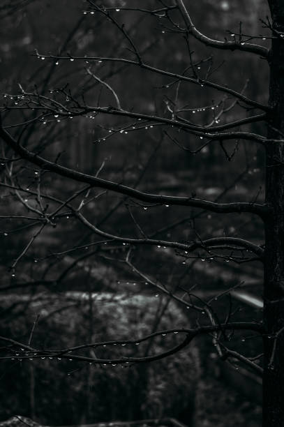istock Branches of trees in the rain 1342079344
