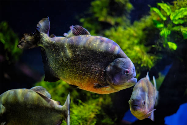 istock Red-bellied piranha red piranha 1342079447