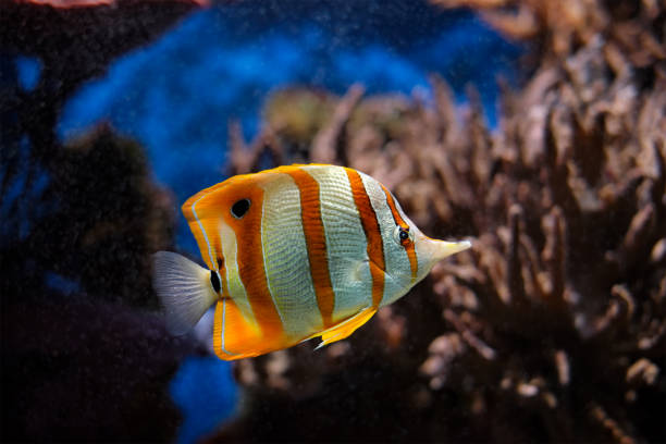 istock Copperband butterflyfish Chelmon rostratus 1342080277