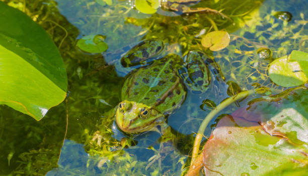 istock Frog chills on Water Surface in Sun 1342080742