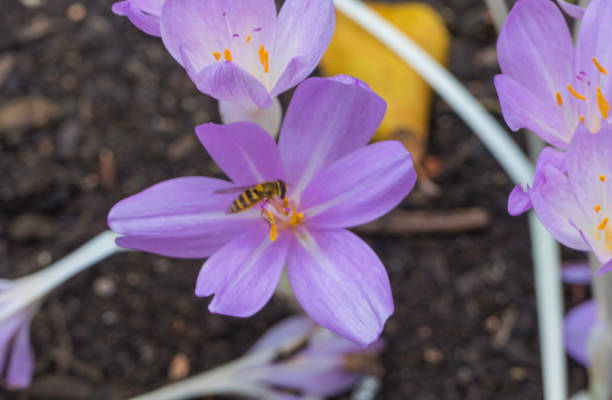Bee in Autumn Crocus Blossom Insects in Blossoms meadow saffron stock pictures, royalty-free photos & images