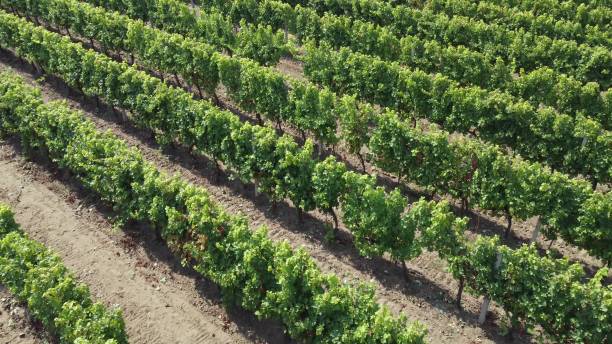 istock Top view of the vineyard, grape plants arranged in straight strips. 1342081146