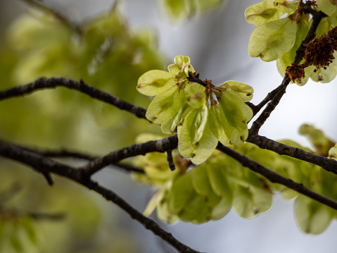 Horizontal closeup of green flowers on an Elm tree in Spring
