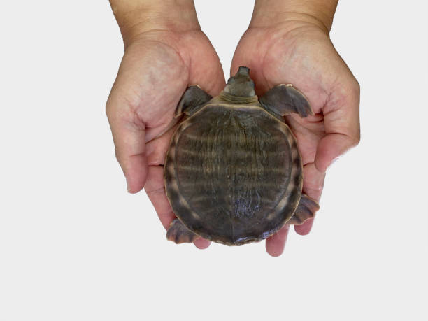 istock Baby pig nose turtle 1342082347