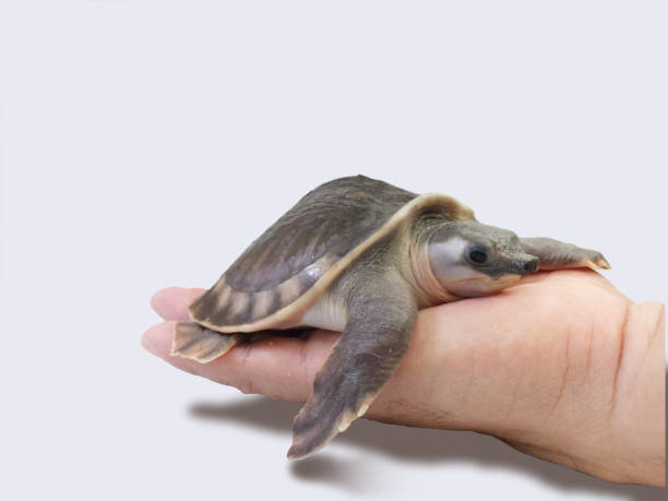 istock Baby pig nose turtle 1342082357