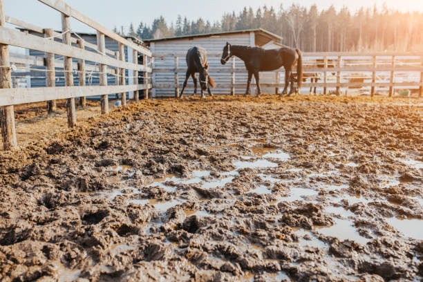 istock A pair of horses in a muddy arena 1342082732