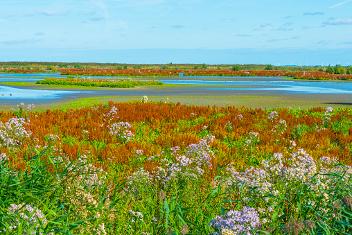 Nature reserve of an inlet with wild flowers, cattaitl and reed along the coast of an island in a lake below a bright blue sky in summer, Marker Wadden, Lelystad, Flevoland, Netherlands, september 20, 2021