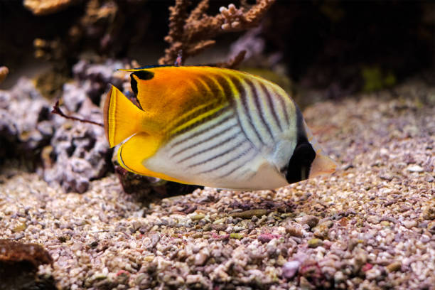 istock Threadfin butterflyfish Chaetodon auriga fish underwater in sea 1342084242