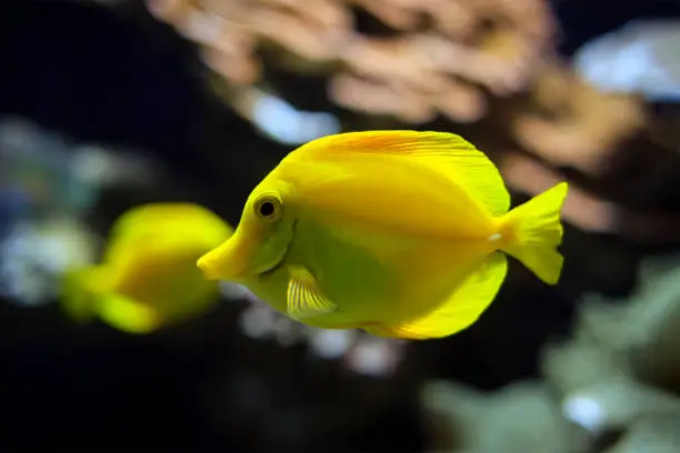 Photo of Yellow tang Zebrasoma flavescens fish underwater in sea