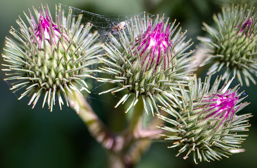 Macro shot of Allium Sphaerocephalon flower