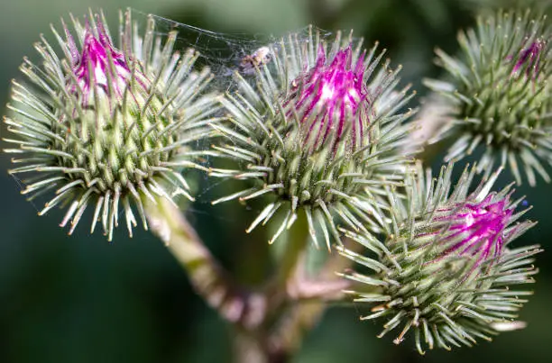 thistle plant buds. close-up spiny seed heads.