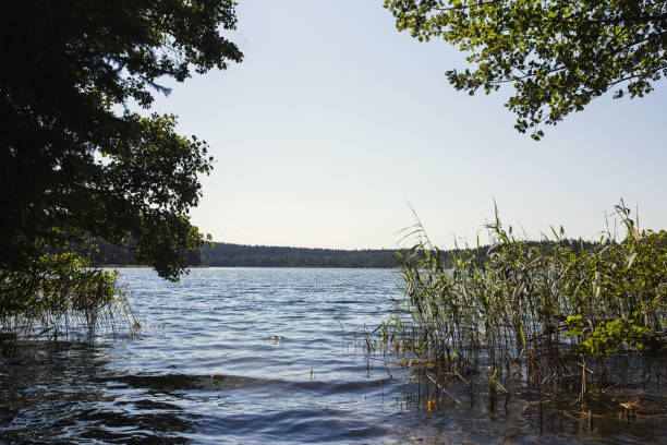 istock Lakeside overgrown with dense vegetation 1342084372