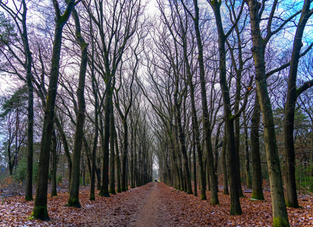 istock Winter scene with a little snow in the forest 1342084454