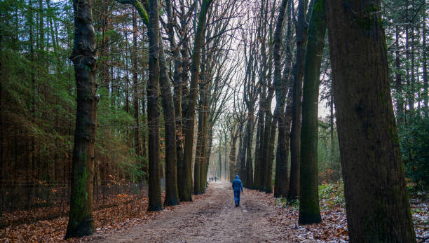 istock Winter scene with a little snow in the forest 1342084506