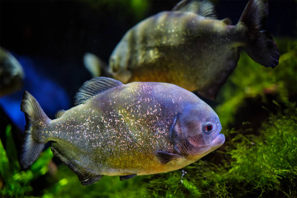 istock Red-bellied piranha red piranha 1342084895