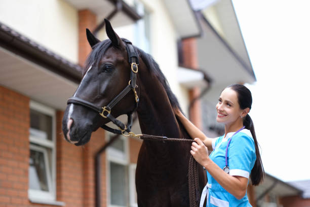 veterinária sorridente olha para cavalo preto e segura close-up de cabeleira - halter horse animal adult - fotografias e filmes do acervo