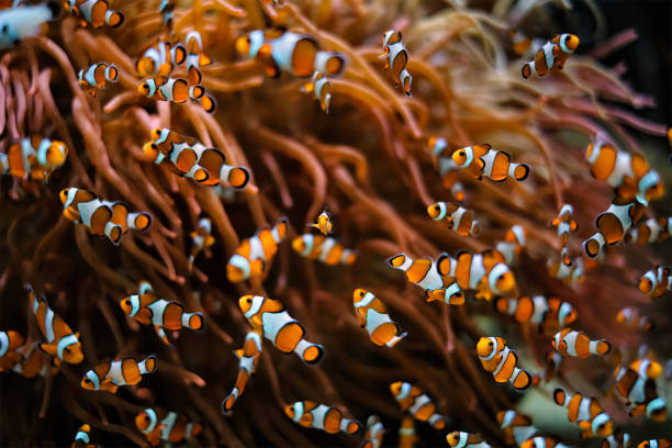 istock Clown Anemonefish Amphiprion ocellaris 1342085113