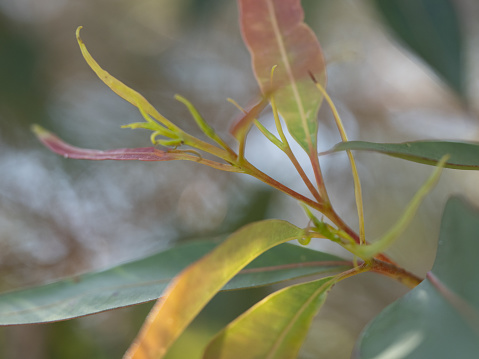 Horizontal closeup photo of new pale green and red leaves growing on the tip of a branch on a Eucalyptus tree in Spring in Byron Bay, subtropical north coast of NSW