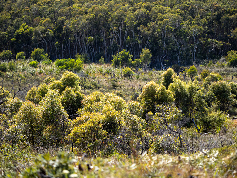 Horizontal landscape photo of grasses, bushes and trees growing in the coastal scrub forest of the Arakwal National Park, Byron Bay, subtropical north coast of NSW in Spring