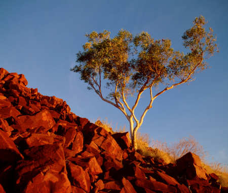 A eucalyptus (Ghost Gum) tree growing amongst the red rocks in the Pilbara region of North West Australia.