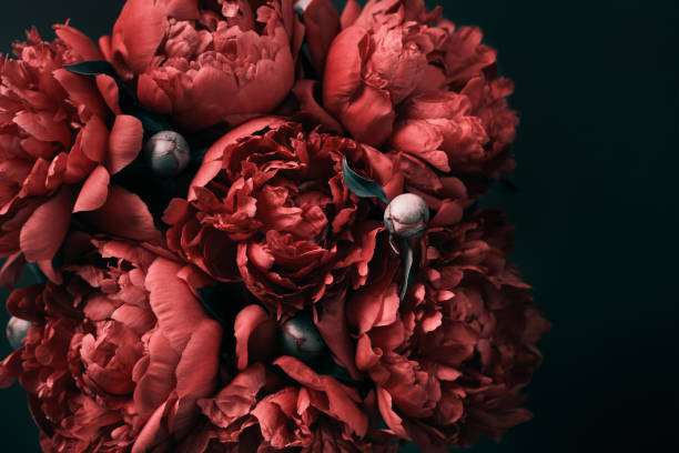 istock Surreal peonies bouquet on black background, soft focus. Dark Spring or summer floral background. Festive flowers concept 1342087200
