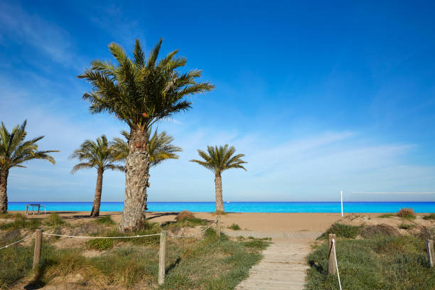istock Denia Las Marinas beach palm trees in Spain 1342088449
