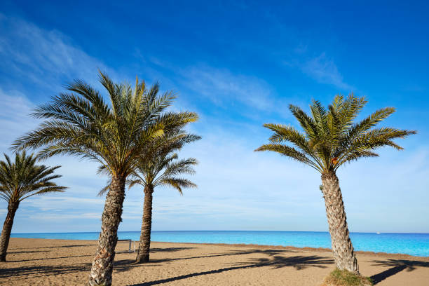 istock Denia Las Marinas beach palm trees in Spain 1342088562