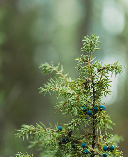 Bunch of juniper berries in autumn. Rocky Mountain Juniper with juniper berries. Juniperus scopulorum. Semi-fleshy, bluish cones. Found widely throughout the Rocky Mountain region stock photo