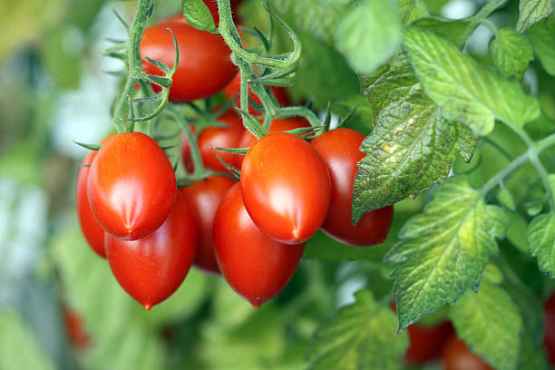 로마 토마토 - plum tomato 이미지 뉴스 사진 이미지