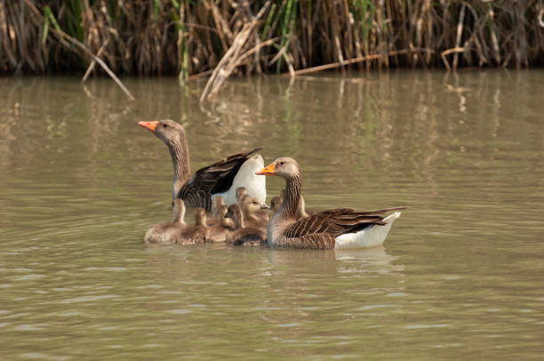 Pair of greylag goose with chicks