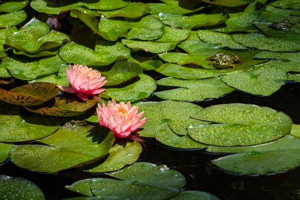 Two magical large bright pink flowers of water lily or lotus Orange sunset Perry in garden pond. There are raindrops on petals of flower. Large pond frog sits on leaves of plant Concept of natur dos mágicas flores grandes de color rosa brillante de nenúfar o loto naranja al atardecer perry en el estanque del jardín. hay gotas de lluvia en pétalos de flor. la rana de estanque grande se sienta sobre las hojas de la planta concepto de natur