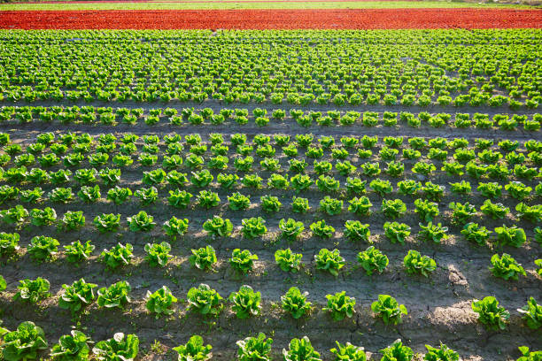 letúque romain verde y campo de hojas de roble rojo - plowed field field fruit vegetable fotografías e imágenes de stock