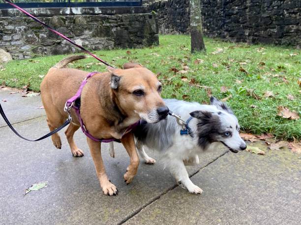 istock Happy dogs on a walk 1342091525