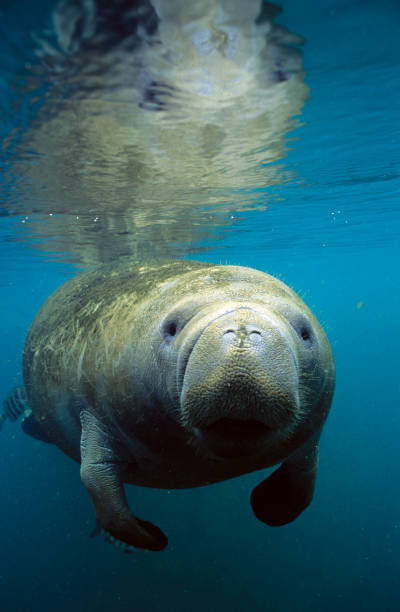 manatíes de florida - manatee fotografías e imágenes de stock